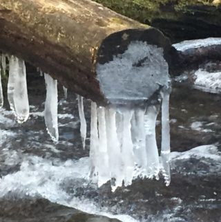 icicles on log