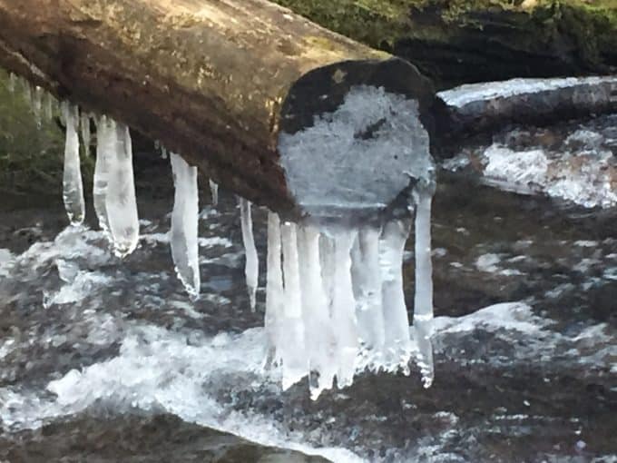 icicles on log