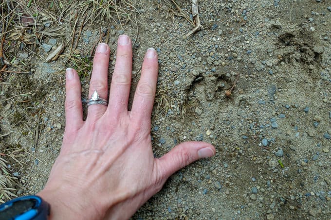 boar tracks