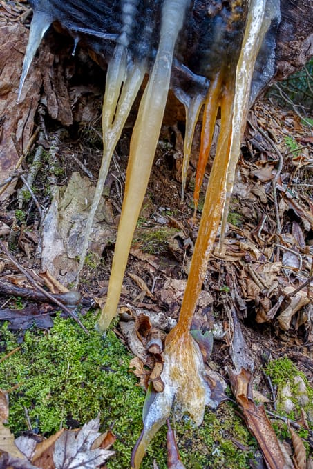 icicles on the trail