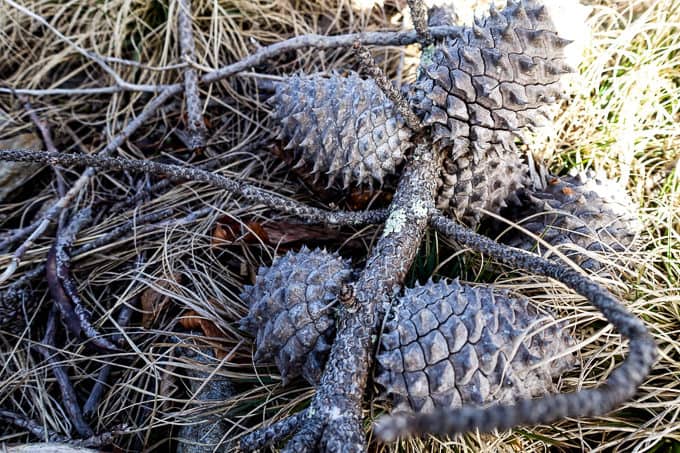 Table Mountain Pine