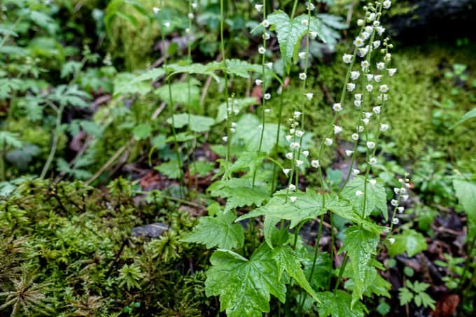 Bishop's Cap