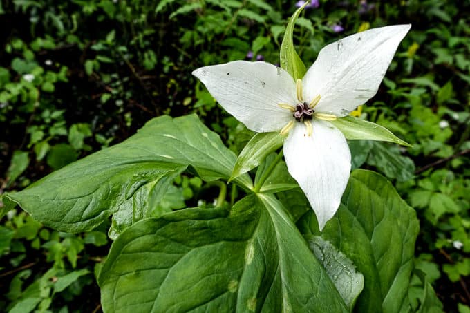 White Trillium