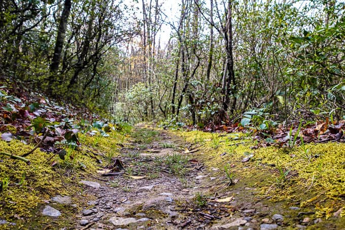 the trail