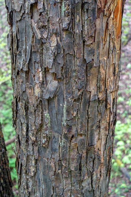 Carolina Silverbell bark