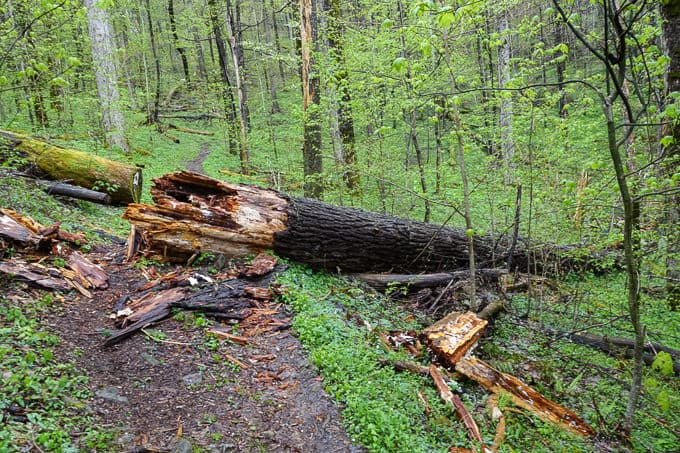 Fallen tree