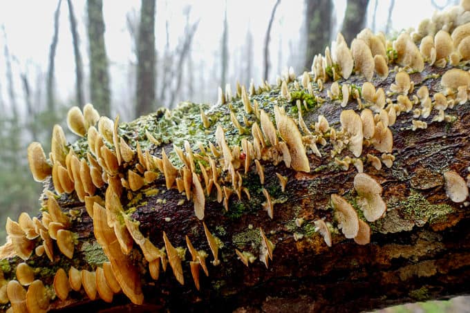 Fungi and lichen