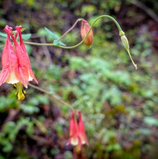 Columbine