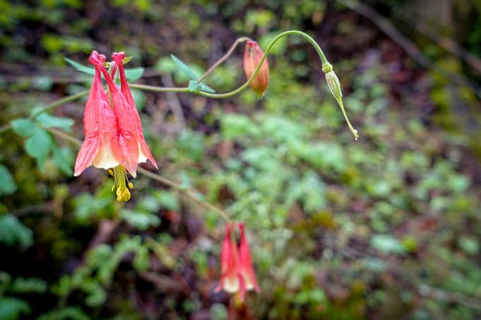 Columbine