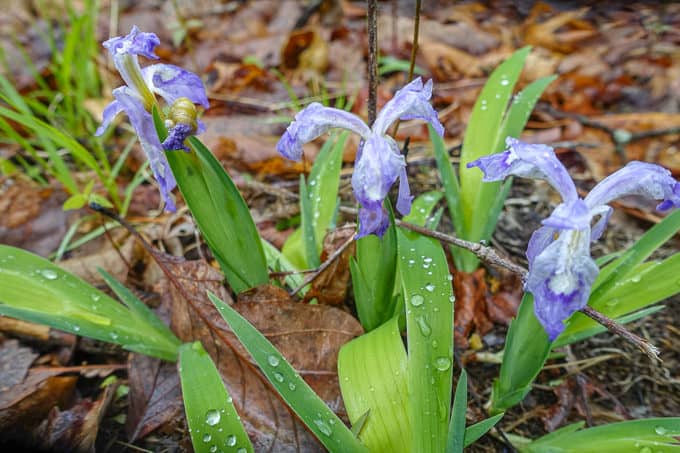 Dwarf iris