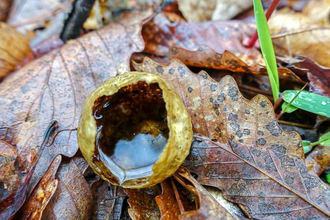 insect gall