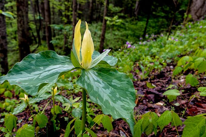 Yellow Trillium