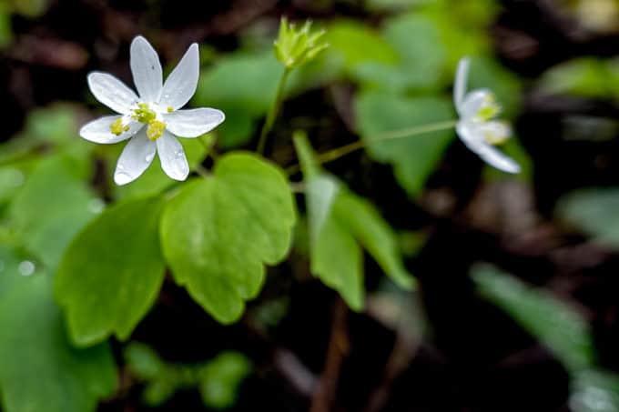 Rue Anemone