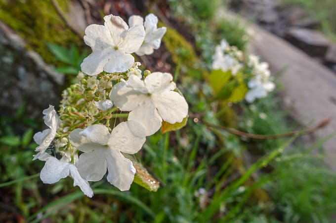 Wild hydrangea