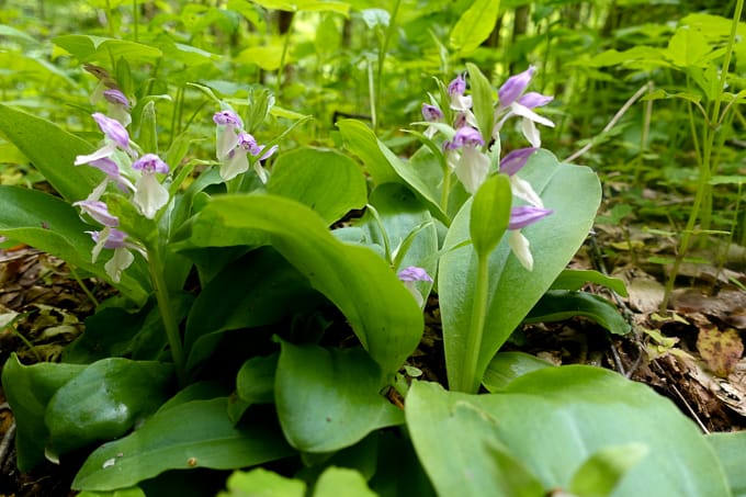 Showy Orchis