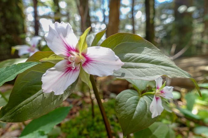 White Trillium