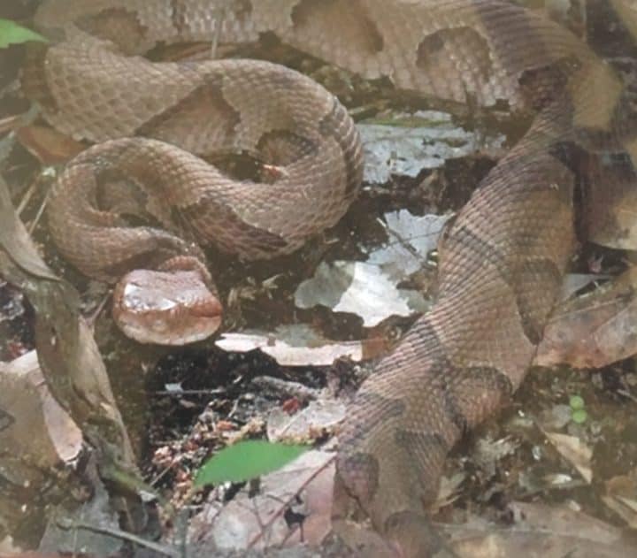 copperhead