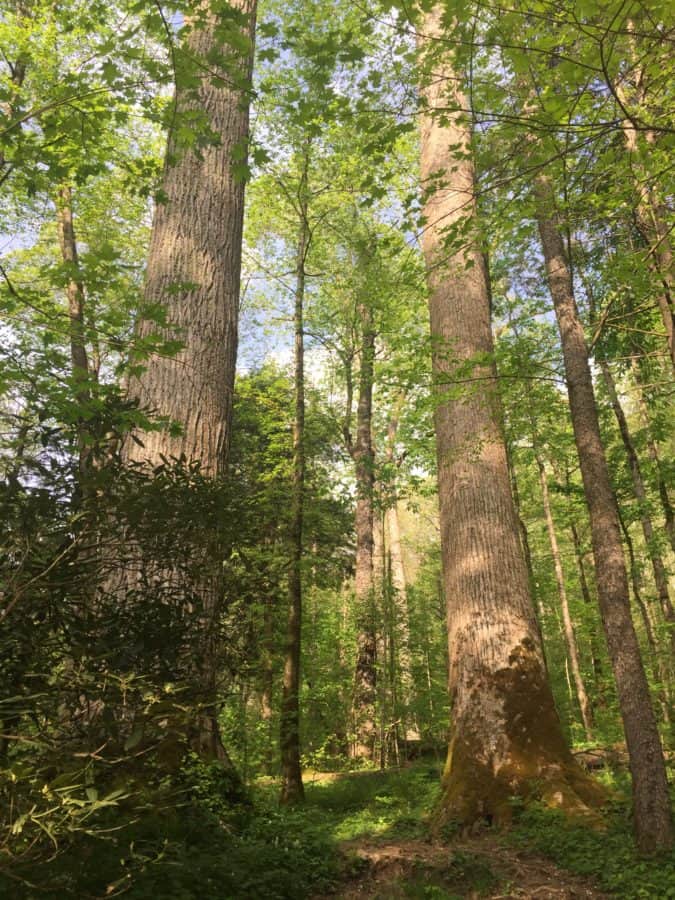 tulip poplar trees