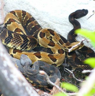 Rattlesnakes