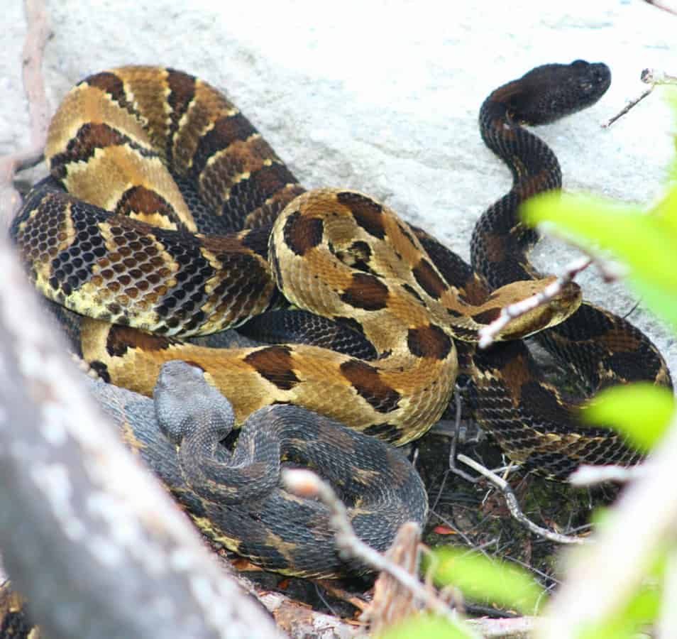 Experts warn Virginia's venomous snakes are out and about