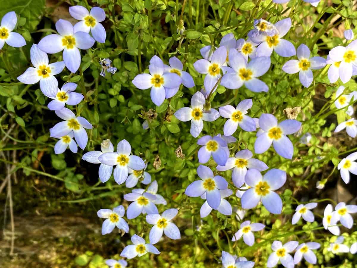 Bluets