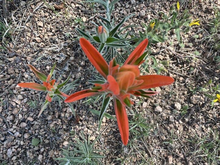 Indian paintbrush