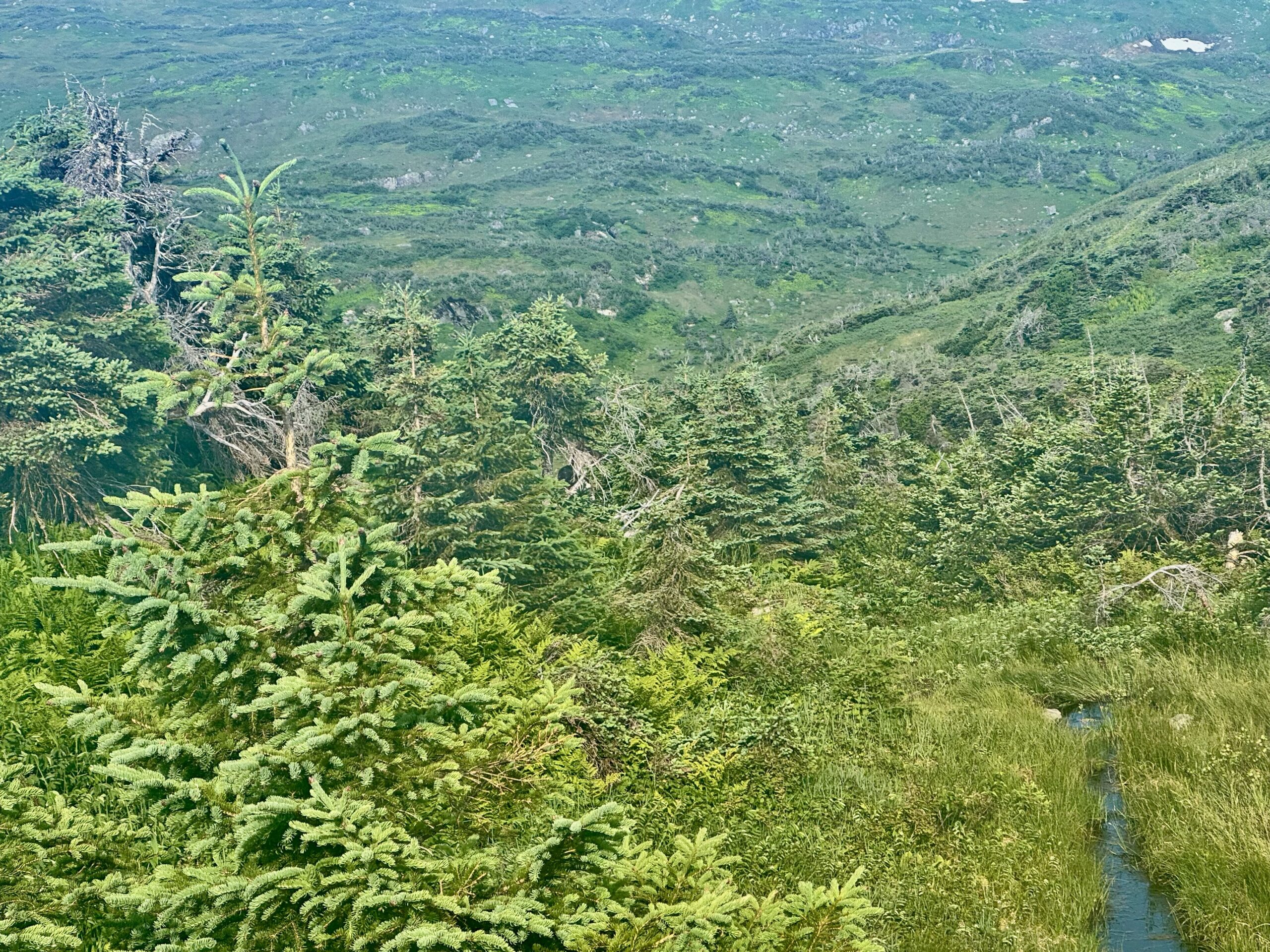 overgrowth on a hillside