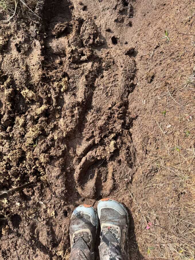 moose tracks