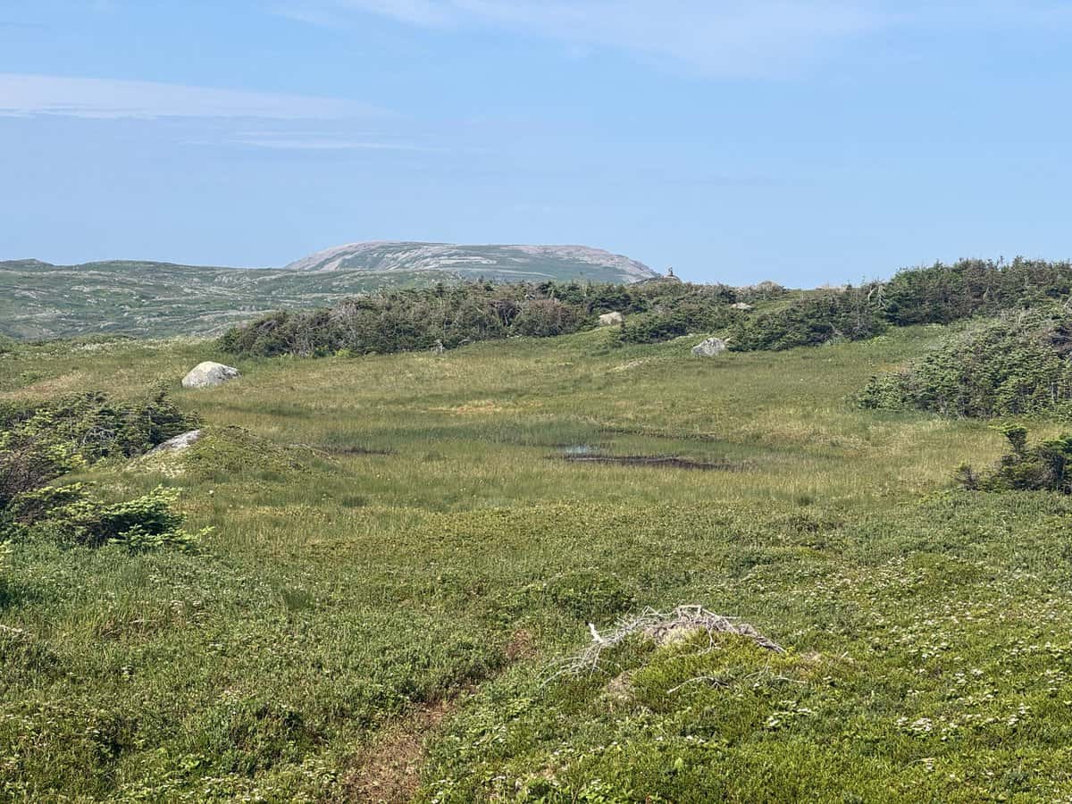 Gros Morne Mountain and field