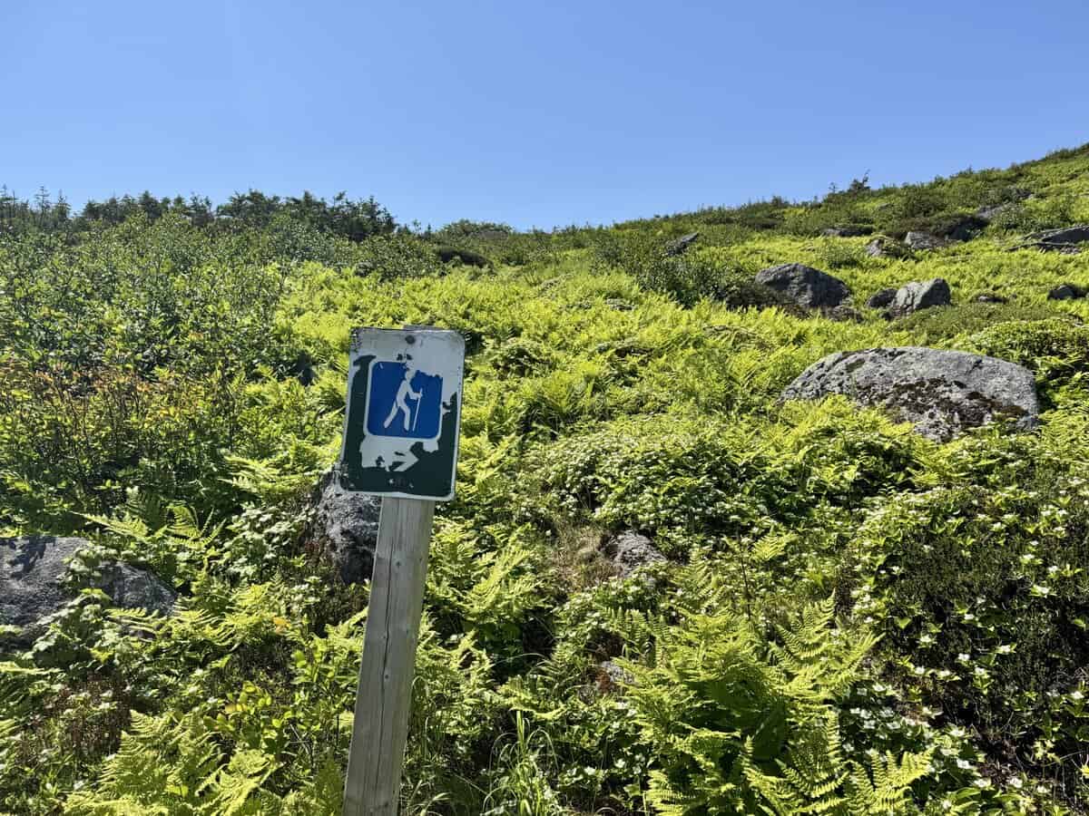trail sign in ferns